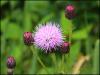 Nature & it's beautiful colour