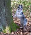 Squirrel chaser (not catcher)