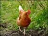 Attilla the hen