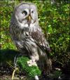 Great Grey Owl