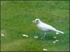 Albino blackbird