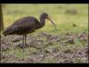 Glossy Ibis