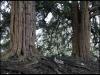 Ancient Yew Trees