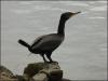 Cormorant