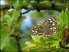 Speckled Wood butterfly