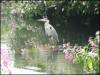 Heron