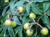 On a Horse Chestnut tree