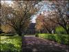 Cherry blossom trees