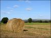 Hay!