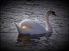 Swan