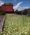 Wild flowers at Ince