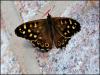 Speckled Wood  butterfly