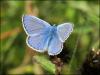 Common Blue