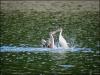 Young grebes