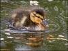 Duckling