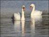 Swans