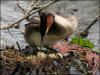 Great Crested Grebe