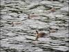 Great Crested Grebes