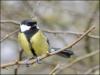 Great tit