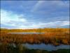 Amberswood lake