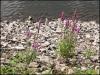 Purple  Loosestrife