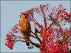 Waxwing