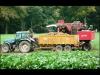 Harvesting beet