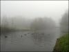 Mallards In The Mist