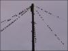 Starlings