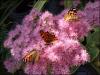 Painted Ladies