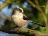 Long-tailed tit