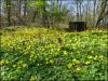 Lesser celandine flowers