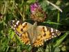 Painted Lady