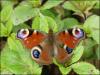 Peacock butterfly