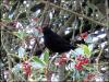 Blackbird eating holly berries