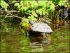 Appley Bridge Terrapin