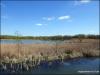 Amberswood Lake