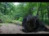 Fallen Tree