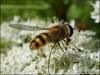 Hoverfly