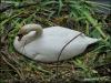 Swan on the nest