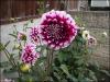 Dahlia ‘Edinburgh.’