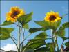 Sunflowers in Fine Fettle