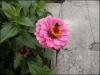 Zinnia with Bumblebee