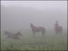 Horses in Fog