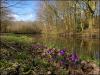 Canal Crocuses