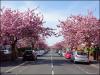 Cherry Blossom Trees