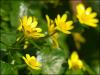 Lesser celandine