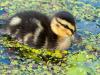 Mallard Duckling