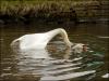 Mating Swans