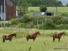 Three Aspull Horses